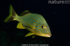 Image result for Haemulon sciurus