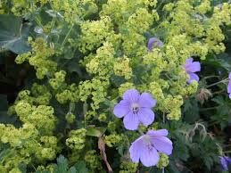 Attēlu rezultāti vaicājumam “Alchemilla subcrenata  flower”