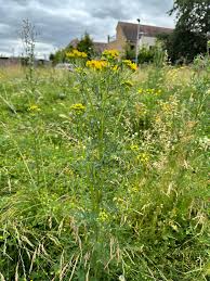 Attēlu rezultāti vaicājumam “Jacobaea vulgaris leaf”
