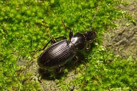 Attēlu rezultāti vaicājumam “Pterostichus aterrimus”