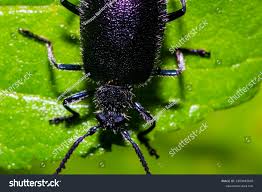 Attēlu rezultāti vaicājumam “Callidium violaceum”