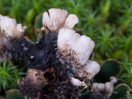 Attēlu rezultāti vaicājumam “Peltigera malacea”