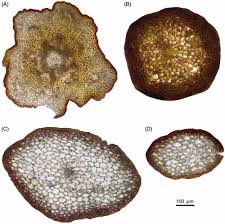 Attēlu rezultāti vaicājumam “Isothecium alopecuroides sporophyte”