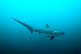 Image result for Alopias pelagicus