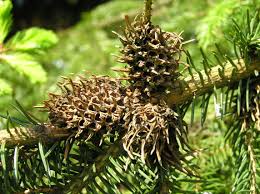 Attēlu rezultāti vaicājumam “Adelges laricis nymph”