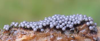 Attēlu rezultāti vaicājumam “Cribraria vulgaris macro”