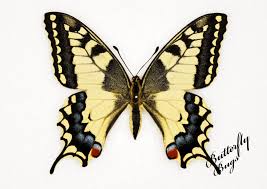 Attēlu rezultāti vaicājumam “Papilio machaon”