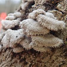 Attēlu rezultāti vaicājumam “Schizophyllum commune”