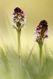Attēlu rezultāti vaicājumam “Orchis ustulata”
