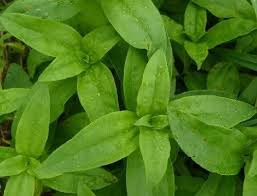 Attēlu rezultāti vaicājumam “Saponaria officinalis leaf”