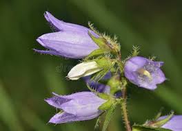 Attēlu rezultāti vaicājumam “Campanula trachelium bud”