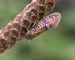 Attēlu rezultāti vaicājumam “Eriocraniidae”