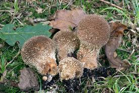 Attēlu rezultāti vaicājumam “Lycoperdon echinatum”