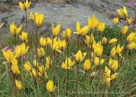 Attēlu rezultāti vaicājumam “Tulipa sylvestris”