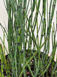 Attēlu rezultāti vaicājumam “Equisetum hyemale”