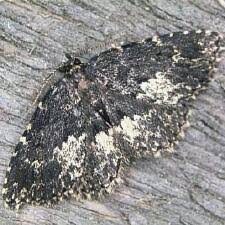 Attēlu rezultāti vaicājumam “Parascotia fuliginaria”