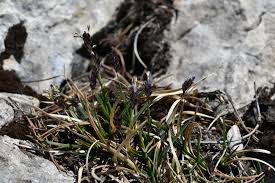 Attēlu rezultāti vaicājumam “Sesleria caerulea leaf”