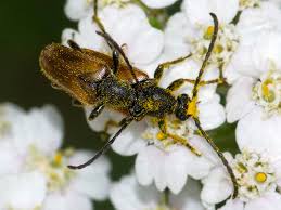 Attēlu rezultāti vaicājumam “Pseudovadonia livida”