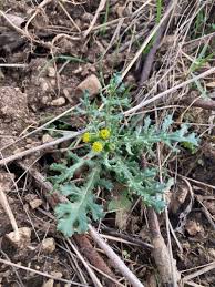 Attēlu rezultāti vaicājumam “Senecio vulgaris flower”