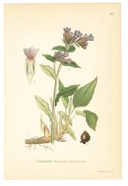 Image result for Pulmonaria officinalis