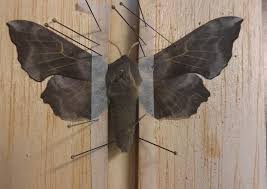 Attēlu rezultāti vaicājumam “Laothoe amurensis”