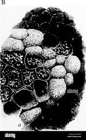 Attēlu rezultāti vaicājumam “Physarum contextum”