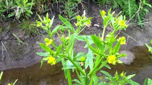 Attēlu rezultāti vaicājumam “Ranunculus sceleratus fruit”