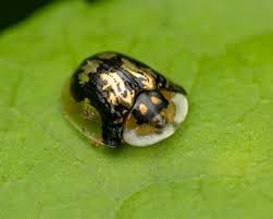 Attēlu rezultāti vaicājumam “Tortula lingulata macro”