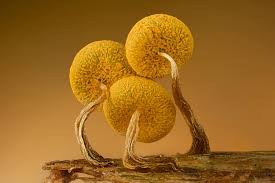 Attēlu rezultāti vaicājumam “Physarum viride”