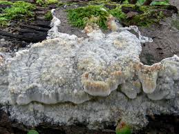 Attēlu rezultāti vaicājumam “Oxyporus corticola”