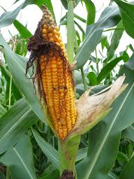 Image result for Mais