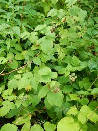 Attēlu rezultāti vaicājumam “Rubus idaeus”