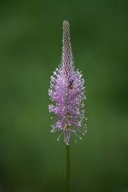 Attēlu rezultāti vaicājumam “Plantago media”