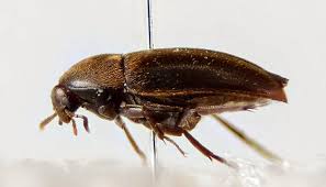 Attēlu rezultāti vaicājumam “Tetratomidae”