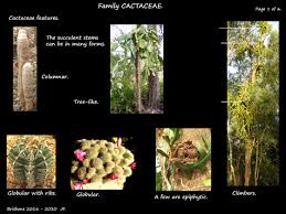 Image result for Cactaceae