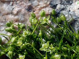 Attēlu rezultāti vaicājumam “Sagina procumbens fruit”