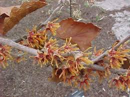 Attēlu rezultāti vaicājumam “Hamamelis vernalis leaf”