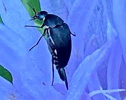 Attēlu rezultāti vaicājumam “Mordella sp.”