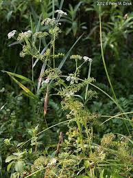 Attēlu rezultāti vaicājumam “Berula erecta leaf”