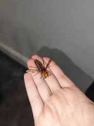 Attēlu rezultāti vaicājumam “Vespa crabro”