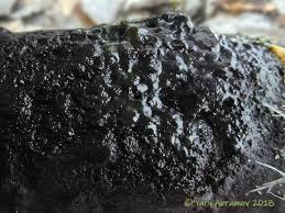 Attēlu rezultāti vaicājumam “Perichaena corticalis”