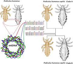 Attēlu rezultāti vaicājumam “Pediculus humanus capitis”