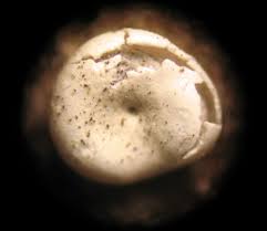 Attēlu rezultāti vaicājumam “Diderma testaceum”