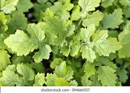 Attēlu rezultāti vaicājumam “Sinapis alba fruit”