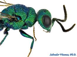 Attēlu rezultāti vaicājumam “Chrysididae”