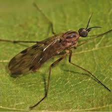 Attēlu rezultāti vaicājumam “Tetanops myopina”