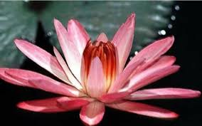 Image result for rosa aquatica