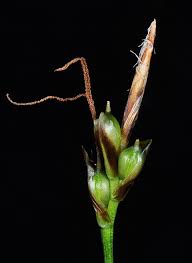 Attēlu rezultāti vaicājumam “Carex digitata bud”