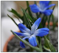 Attēlu rezultāti vaicājumam “Crocus”