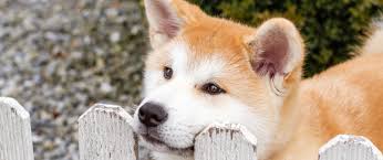 Afbeeldingsresultaat voor honden